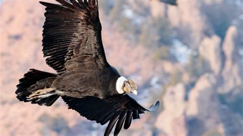Andean Condor Wingspan