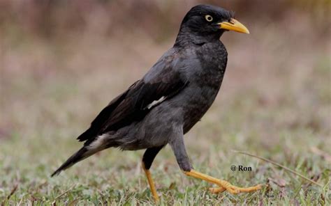 Jenis Burung Jalak yang Ada di Indonesia - Jenis.net