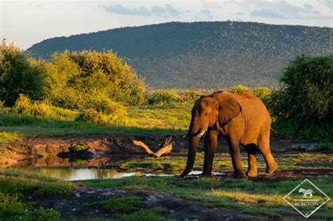 Guide De La Madikwe Game Reserve Pour Préparer Votre Safari