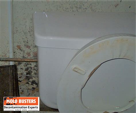 Ultimate Guide To Toilet Mold Causes Removal And Prevention