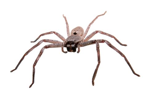Filehuntsman Spider White Bg02 Wikimedia Commons