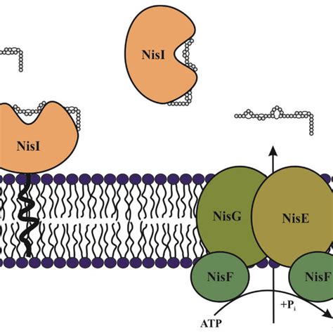 Mechanisms Of Immunity In The Nisin Producing L Lactis To Protect Download Scientific Diagram