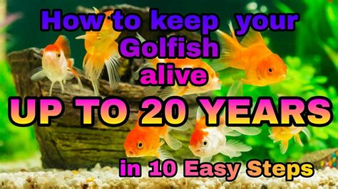 How To Keep Your Goldfish Alive Up To 20 Years In 10 Easy Steps Youtube