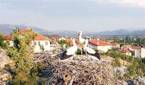 Beyşehir Gölü Milli Parkındaki Leylekler Vadisine Ziyaretçi Akını