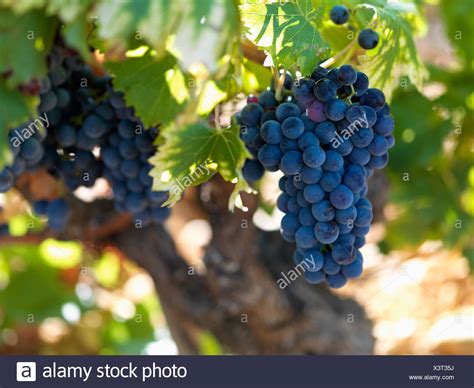 Grenache Grapes High Resolution Stock Photography And Images Alamy