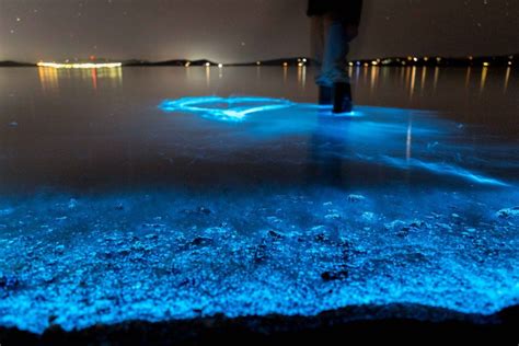 Glowing Beach Bioluminescent Plankton Glowing Beach Bioluminescent Plankton Bioluminescence
