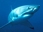 Weiße Haie im WWF-Artenlexikon: Zahlen & Fakten