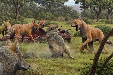 The Real Dire Wolf Ran Into An Evolutionary Dead End The New York Times