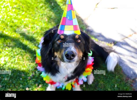 Puppy Dog Border Collie Happy Birthday Celebration Hat Party Stock