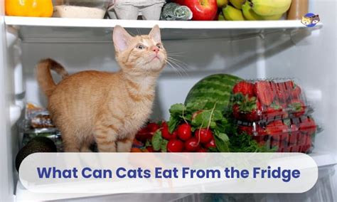 What Can Cats Eat From The Fridge Emergency Meals For Your Cats
