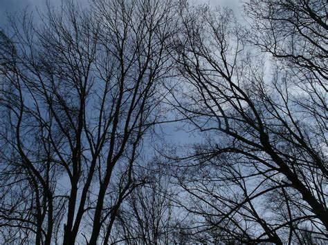 Blue Sky Through The Trees By Sacredjourneydesigns On Deviantart