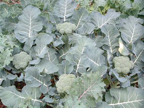 Fall Grown Broccoli Veggie Gardening Tips