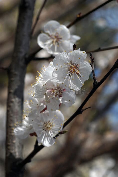 White Apricot Flowers Branch On A Spring Day Closeup Stock Image