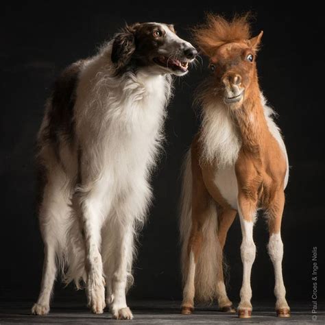 Photo Shoot Buddies An Elegant Borzoi Dog And A Spunky Miniature Horse