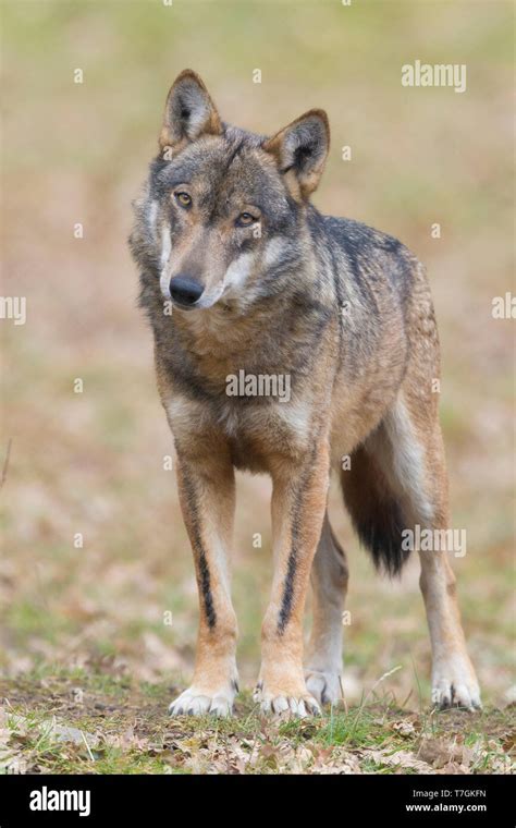 Italian Wolf Canis Lupus Italicus Hi Res Stock Photography And Images