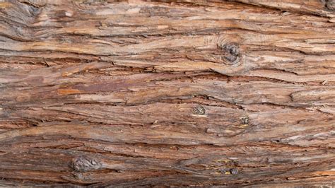 Free Images Wood Background Pinetree Trunk Rock Brown Tree