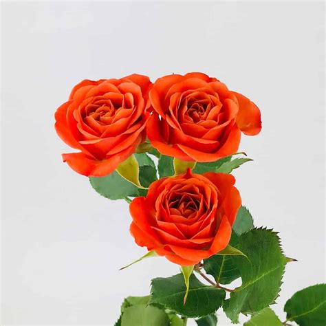 Spray Rose Orange Wholesale Bulk Flowers Cascade Floral