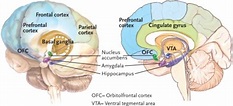 Major brain regions with roles in addictionThe prefront | Open-i