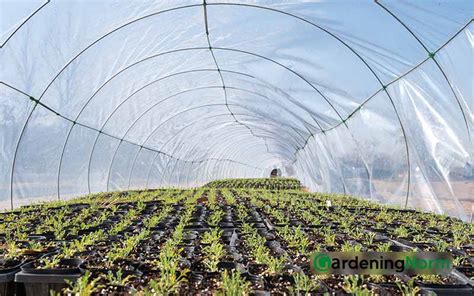 6 Best Greenhouse For High Windy Areas In 2023