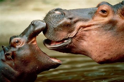 La Gran Boca De Un Pequeño Hipopótamo 42461