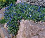 Low Growing Perennials With Blue Flowers Photos