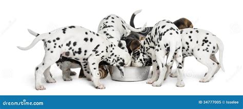 Group Of Dalmatian And Beagle Puppies Eating All Together Stock Image