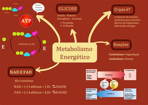 Mapa Mental Sobre Metabolismo EDUBRAINAZ