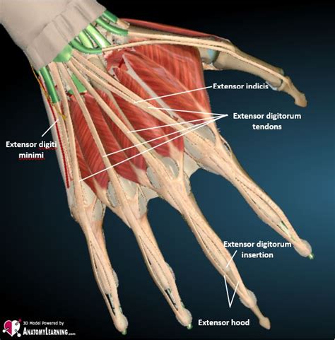 Extensor Tendon Anatomy Of Finger