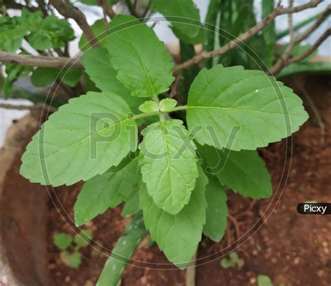 Image Of Thulasi Plant Wp457478 Picxy