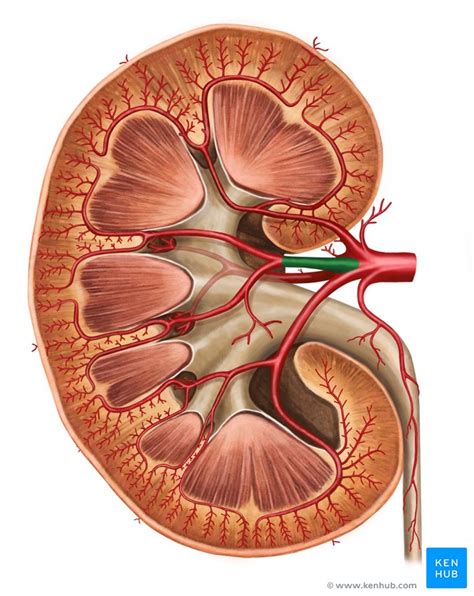 Observe the distribution of blood vessels. Kidney: Blood supply, innervation and lymphatics | Kenhub