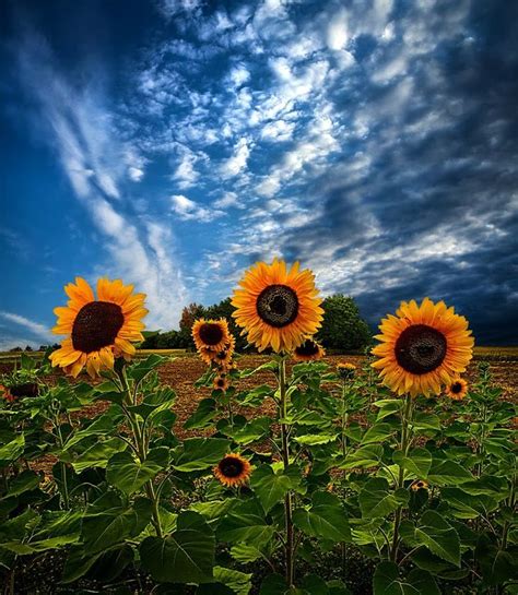 Trinity By Phil Koch Nature Up Close Flowers 2011 2013