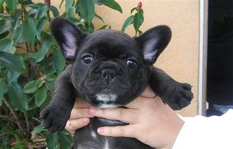 Great sites have craigslist pet for sale miami are listed here. French Bulldog Puppies For Sale | Hialeah, FL #294318