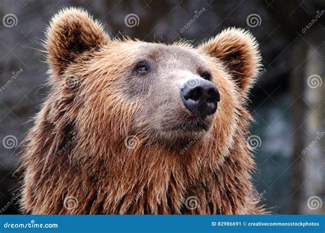 Free Public Domain Cc0 Image Face Of Brown Bear Picture Image 82986691