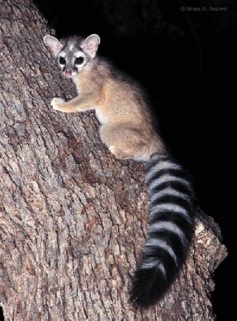 The ringtail cat is a native creature to central texas known for its superb sight, hearing and ability to climb throughout its habitat. RINGTAIL or Ring-Tailed Cat - raccoon family (Katfret ...