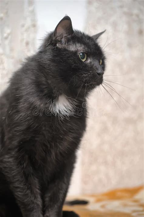 Gato Negro Con Ojos Amarillos Y Una Mancha Blanca Imagen De Archivo