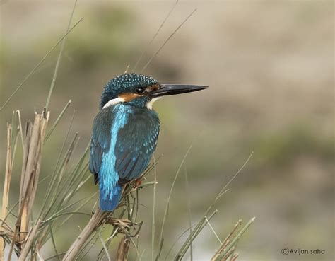 Question Of The Week Why Does The Kingfisher Look Blue Ucl