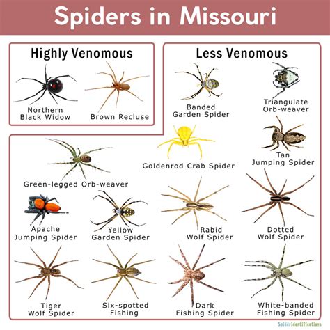 Spiders In Missouri List With Pictures