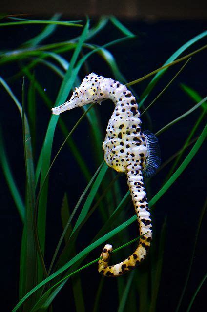Sea Animal Porn - Beautiful Sea Creature Seahorse | CLOUDY GIRL PICS