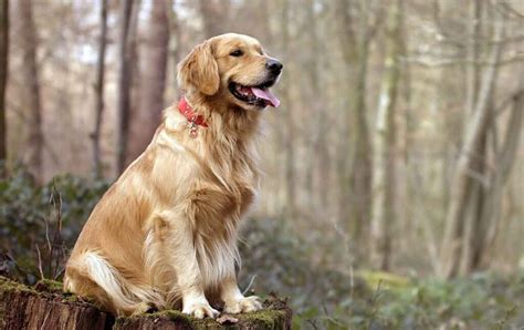 10 Most Obedient Dog Breeds Pets Feed