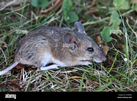 Wood Mouse Apodemus Sylvaticus Aka Long Tailed Field Mouse Common