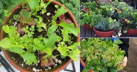 15 Easy Diy Salad Bowl Garden Ideas Balcony Garden Web