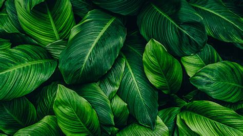 Closeup View Of Green Plant Leaves Hd Green Aesthetic