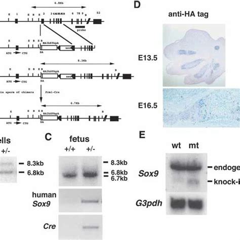 pdf interactions between sox9 and beta catenin control chondrocyte differentiation