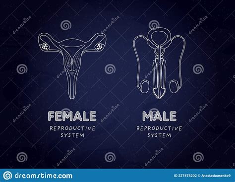 Sex Education Reproductive System Biology Class Concept Vector Flat