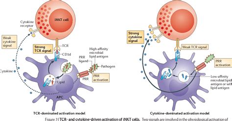 Invariant Natural Killer T Cells An Innate Activation Scheme Linked To