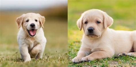Golden Retriever Vs Labrador 10 Differences You Should Know All