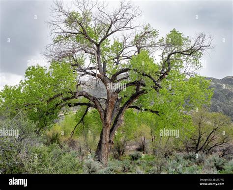 Fremont Cottonwood Tree Populus Fremontii With Spring Growth In