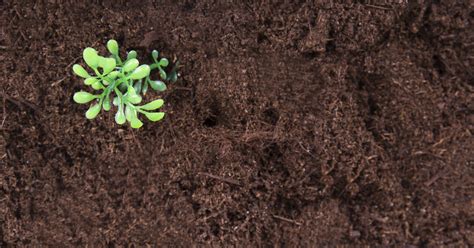 Healthy Soil Makes For A Healthy Garden