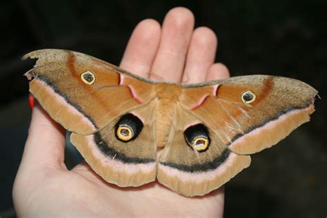 antheraea polyphemus aka giant silk moth this female had just emerged from her cocoon colorful