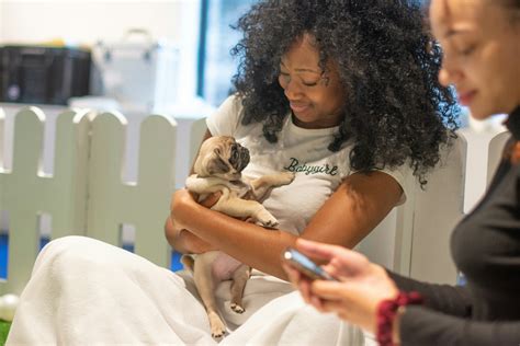 Paws in Work | what questions should I ask a dog breeder when buying…